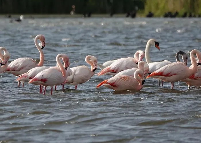 Veluwemeerpension Bed & Breakfast *