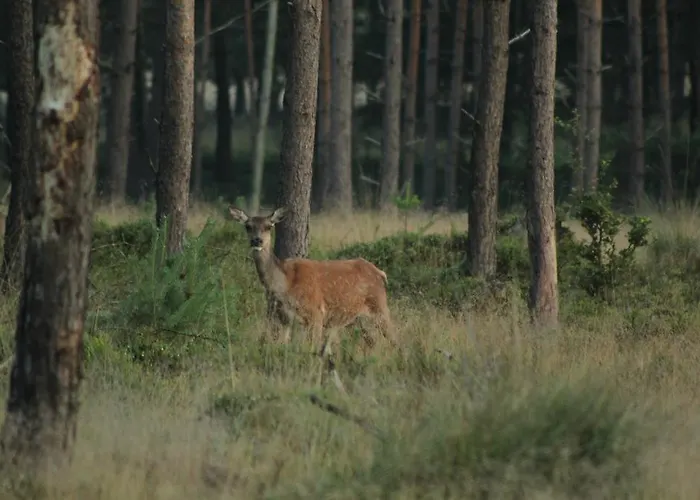 Veluwemeerpension Отель типа 