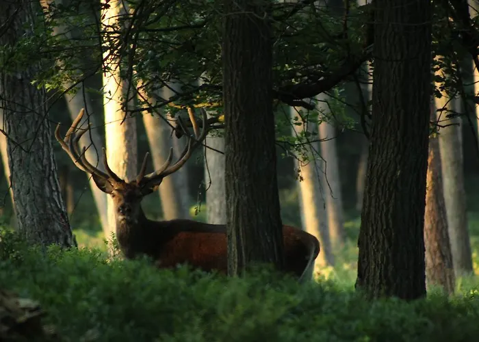 Veluwemeerpension Отель типа 